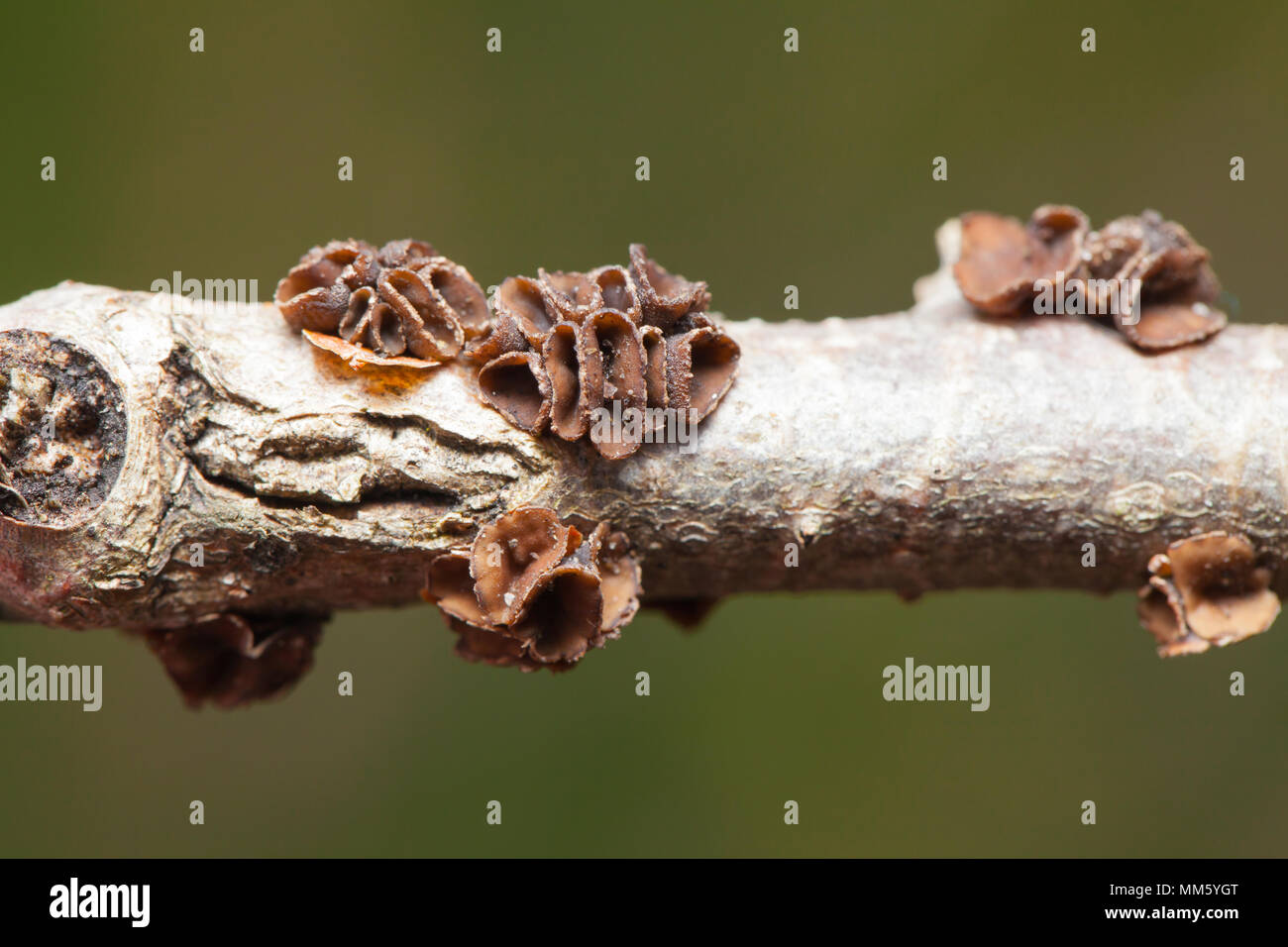 Aspen Schale Pilze Stockfotografie - Alamy