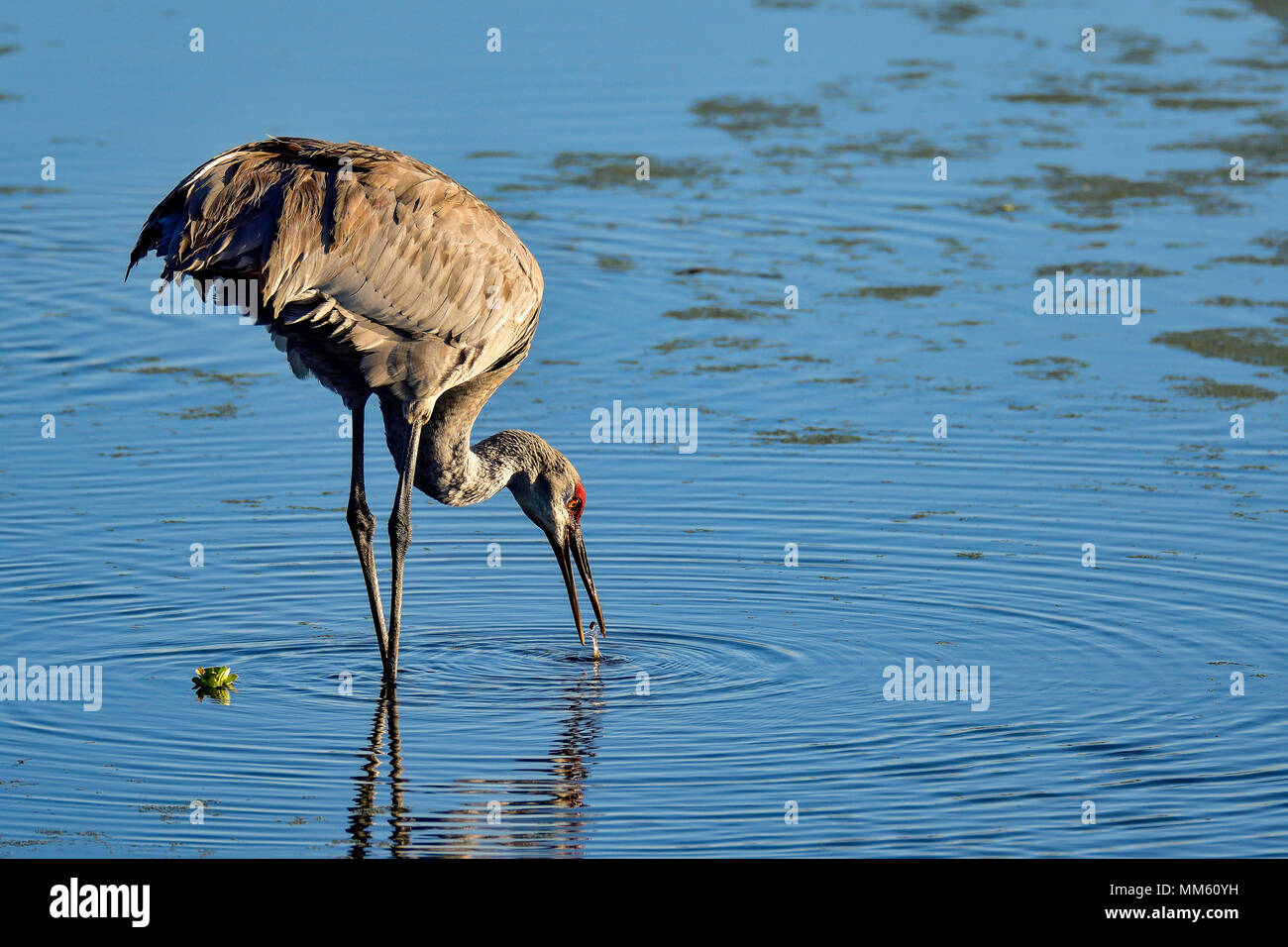 Sandhill Crane Nahrungssuche in der Morgendämmerung. Stockfoto