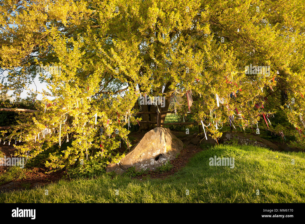 Ersten Morgengrauen Sonnenschein am Tag kontrastierenden und angezeigt, Bänder und Dekorationen hängen an Buche rag Baum an der alten Grabstätte auf Zeichen der Feier Stockfoto