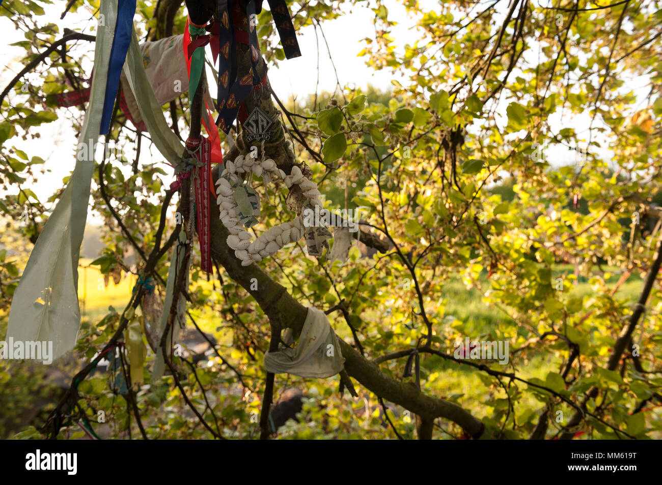 Ersten Morgengrauen Sonnenschein am Tag kontrastierenden und angezeigt, Bänder und Dekorationen hängen an Buche rag Baum an der alten Grabstätte auf Zeichen der Feier Stockfoto