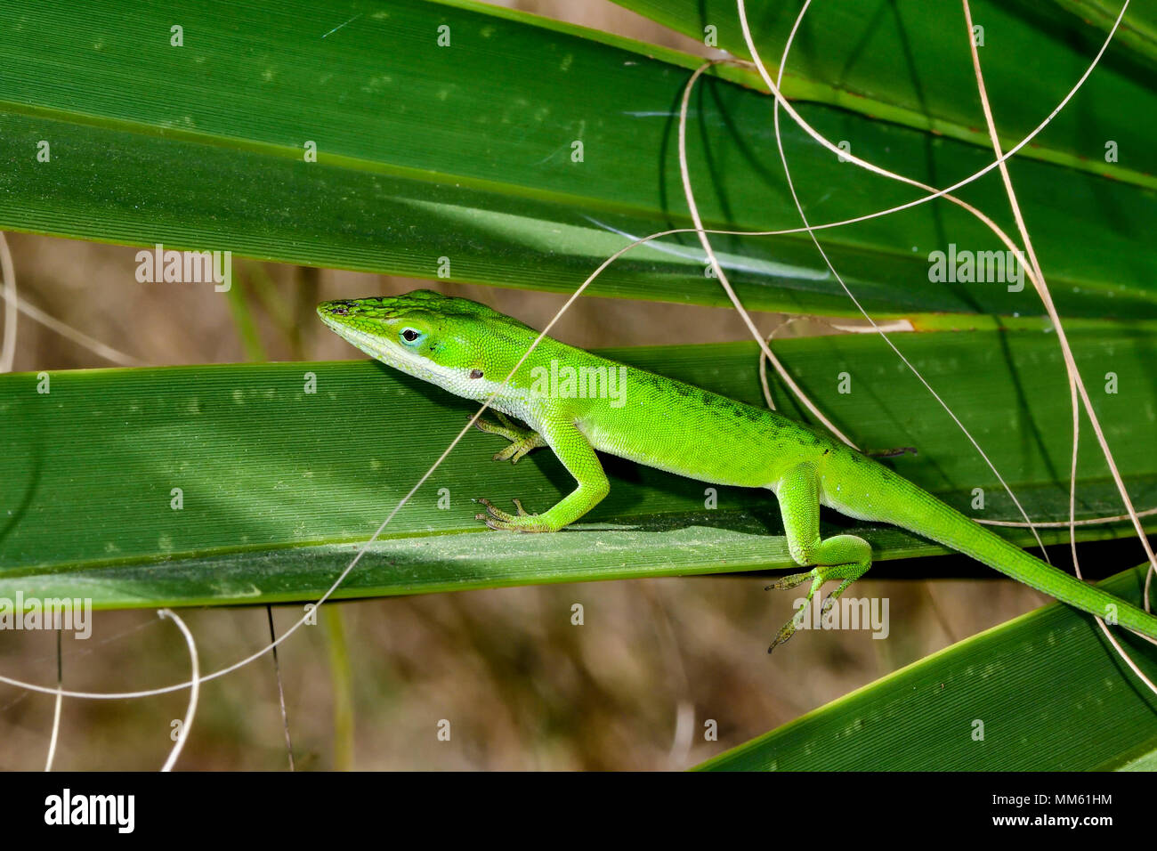 Carolina anole Balancing auf die Palme treibt. Stockfoto