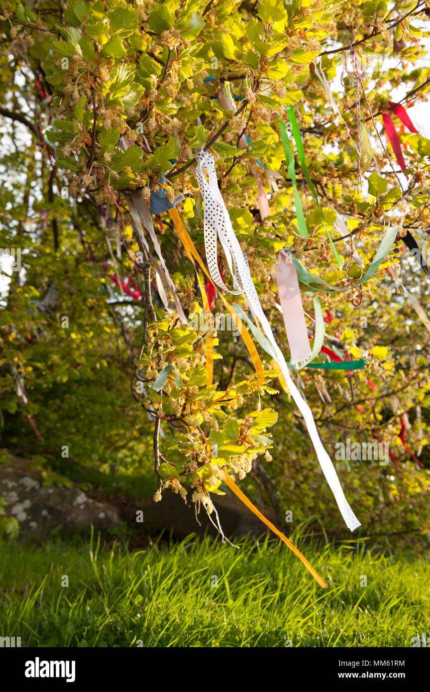 Ersten Morgengrauen Sonnenschein am Tag kontrastierenden und angezeigt, Bänder und Dekorationen hängen an Buche rag Baum an der alten Grabstätte auf Zeichen der Feier Stockfoto