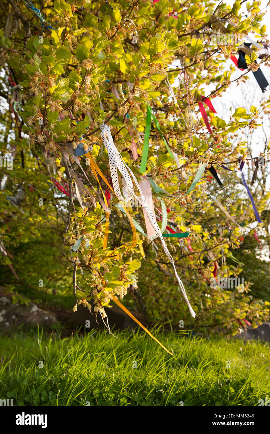 Ersten Morgengrauen Sonnenschein am Tag kontrastierenden und angezeigt, Bänder und Dekorationen hängen an Buche rag Baum an der alten Grabstätte auf Zeichen der Feier Stockfoto