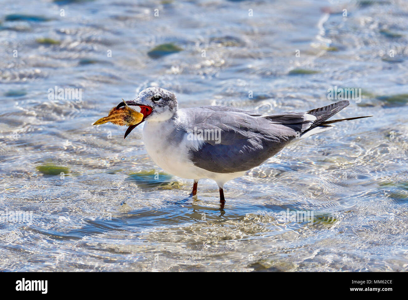 Laughing Gull mit einem Fisch. Stockfoto