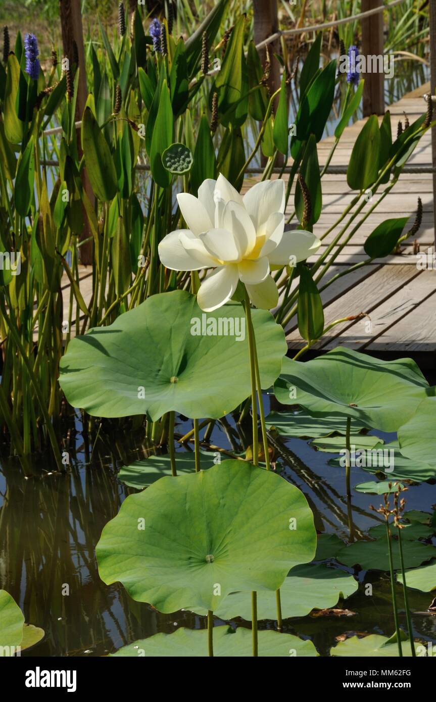 White Lotus (Alba Grandiflora) Stockfoto