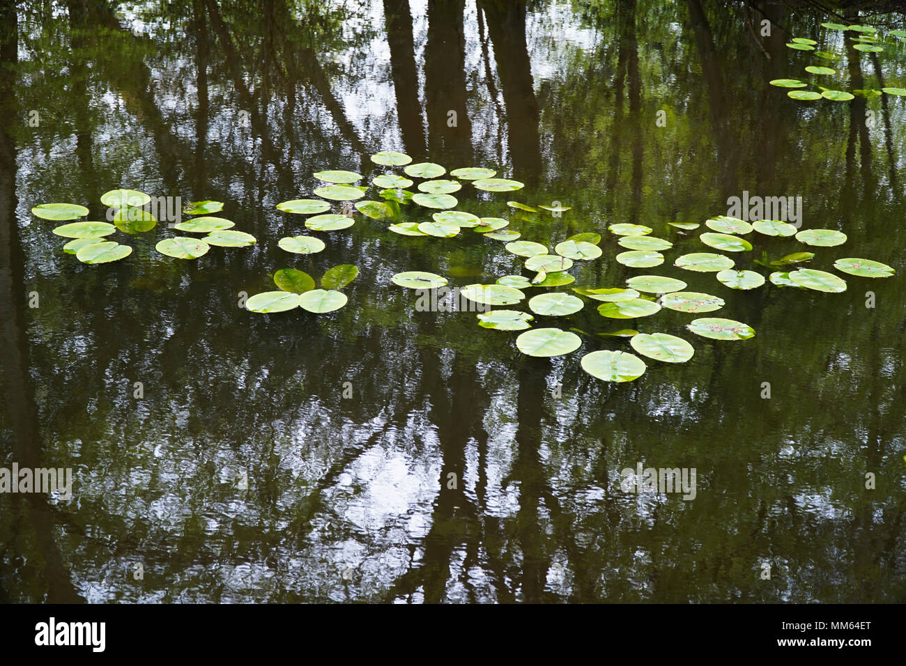 Ruhigen See Wasser Reflexionen (Bäume & Bedeckt bewölkter Himmel) - 2 Stockfoto