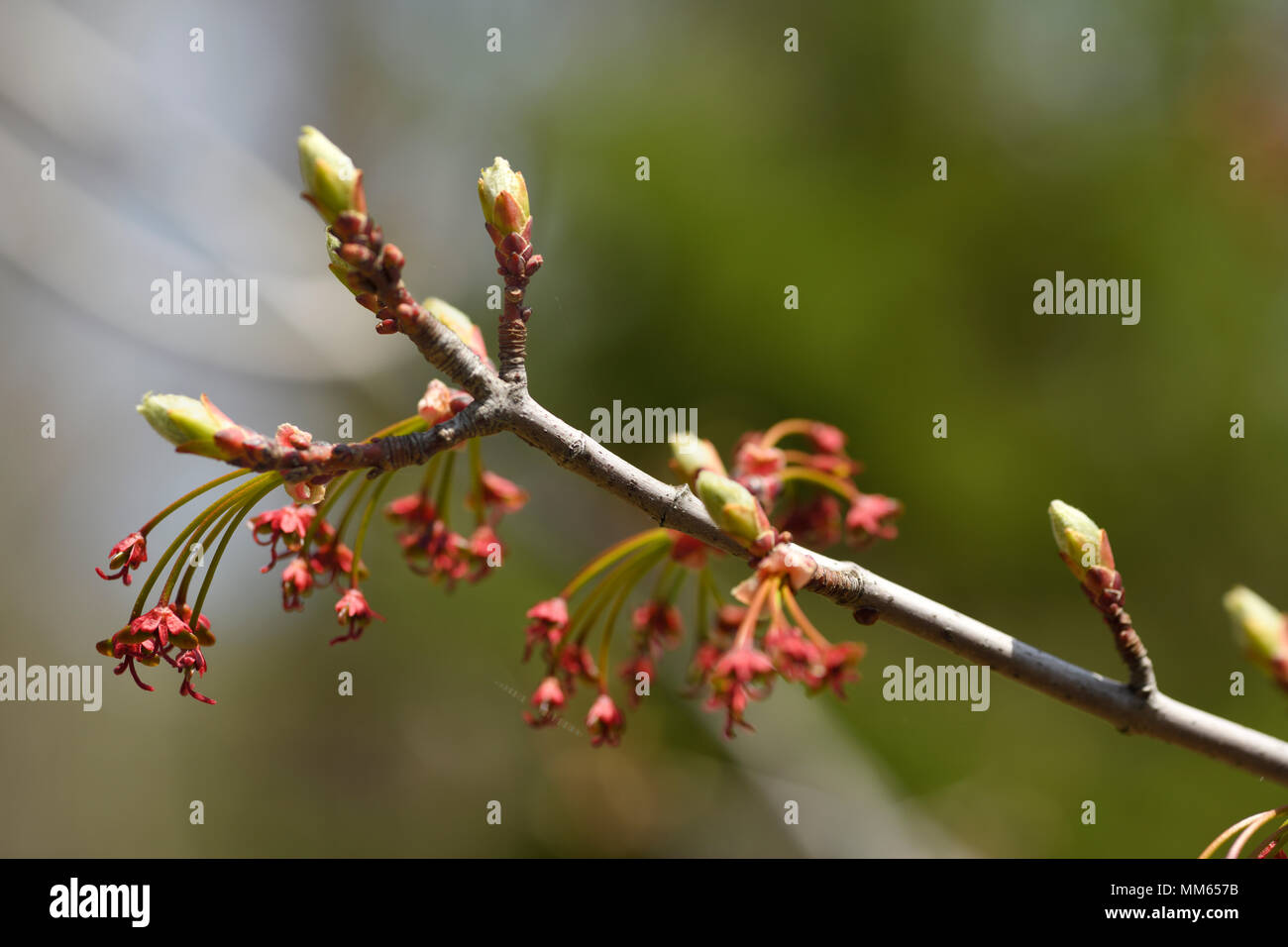 Nahaufnahme von Acer Rubrum Redpointe Red Maple Tree Blumen mit frühen Blattknospen im Frühjahr Stockfoto