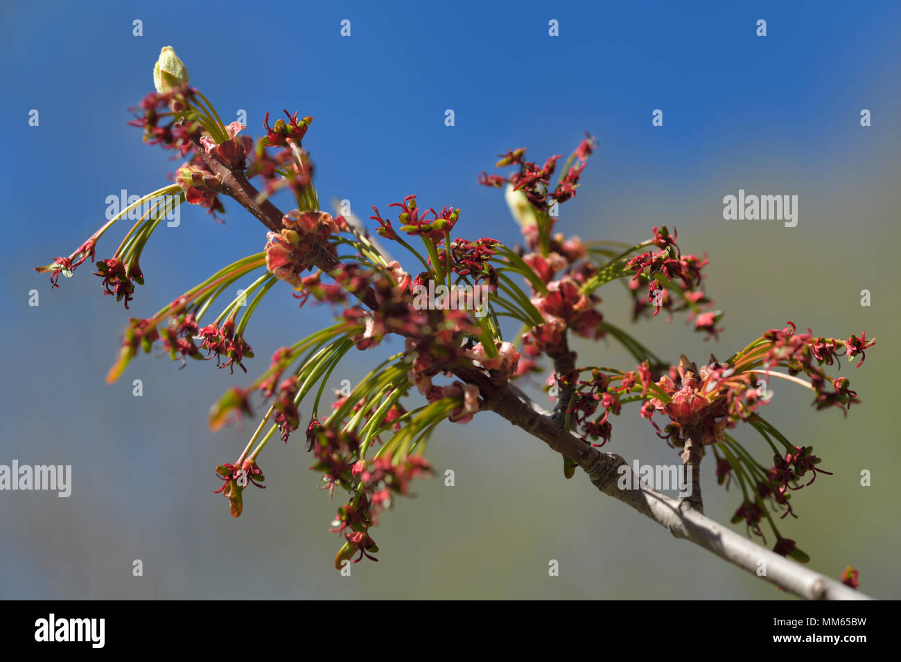 Nahaufnahme von Acer Rubrum Frank jr. Redpointe Red Maple Tree Blumen mit winzigen Tasten vor Blätter bud im Frühjahr Stockfoto