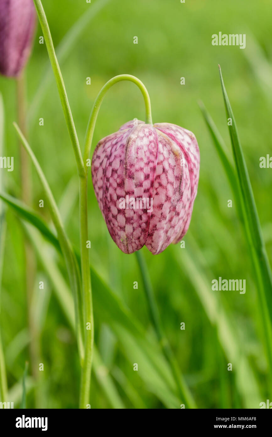 Die Schlange Kopf fritillary (Fritillaria meleagris) Frühling wilde Blume Stockfoto
