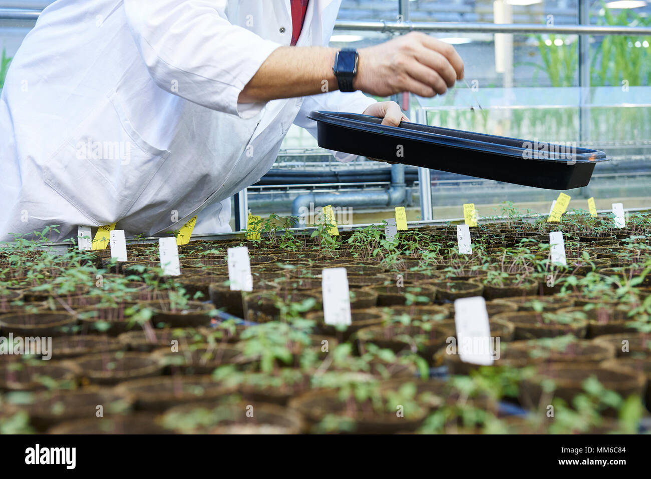 Bayer Unkrautresistenz Competence Center Stockfoto