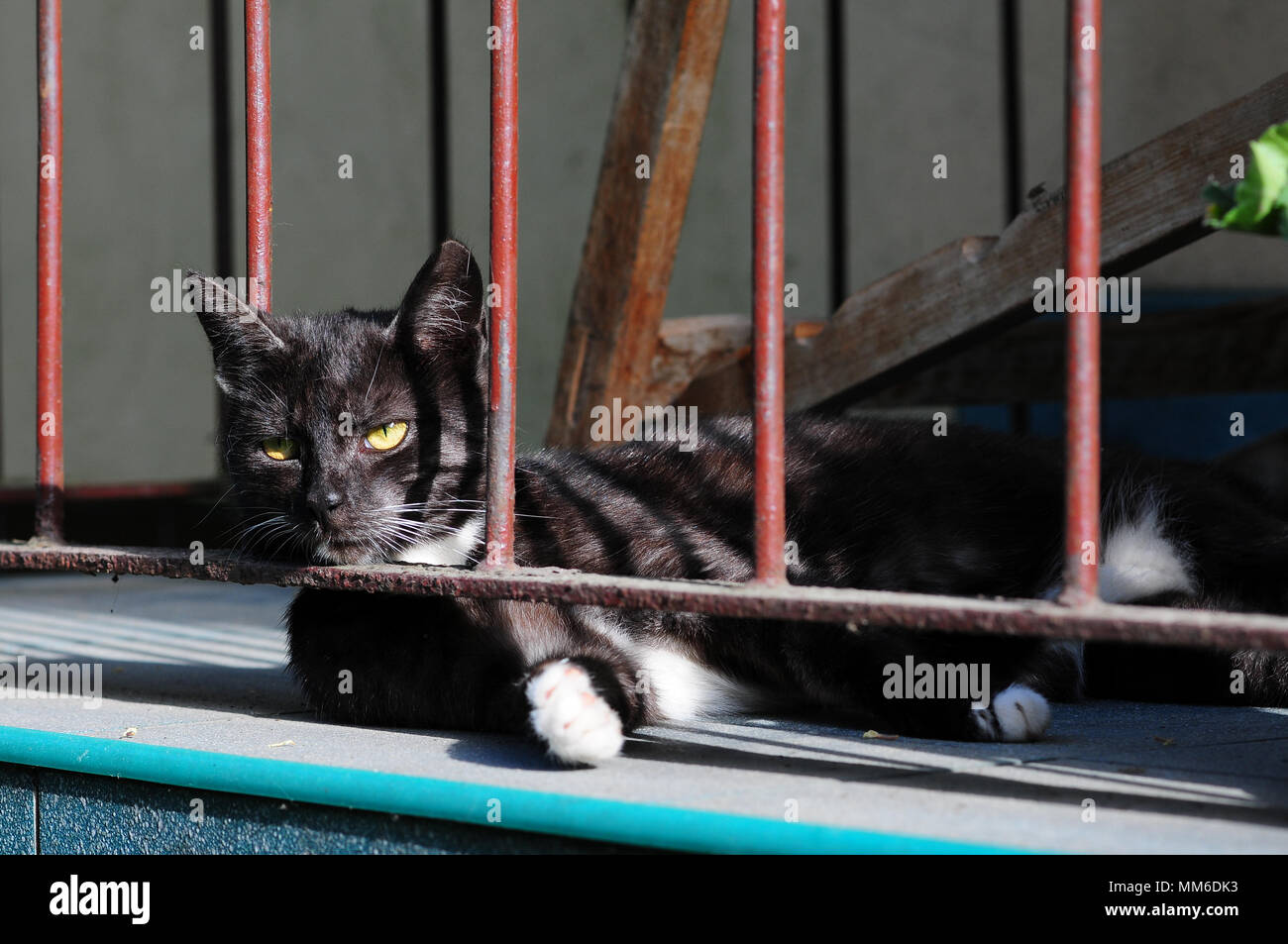 Schwarze und weiße streunende Katze - Felis catus-liegend mit dem Kopf gegen die Absperrung. Stockfoto