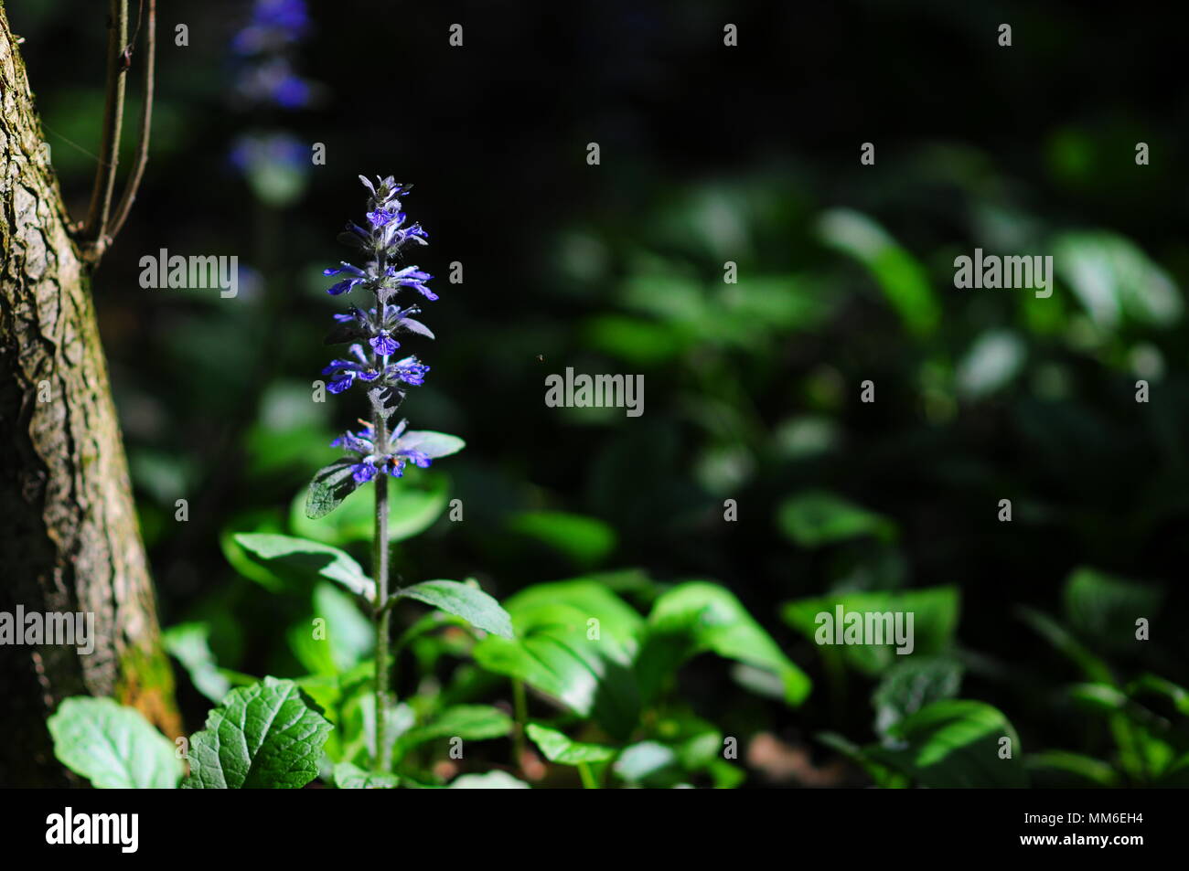 (Ajuga reptans) allgemein als bugle, blau Bugle, bugleherb, bugleweed, carpetweed bekannt, Teppich bugleweed, gemeinsame Horn oder St. Lawrence Anlage in der. Stockfoto