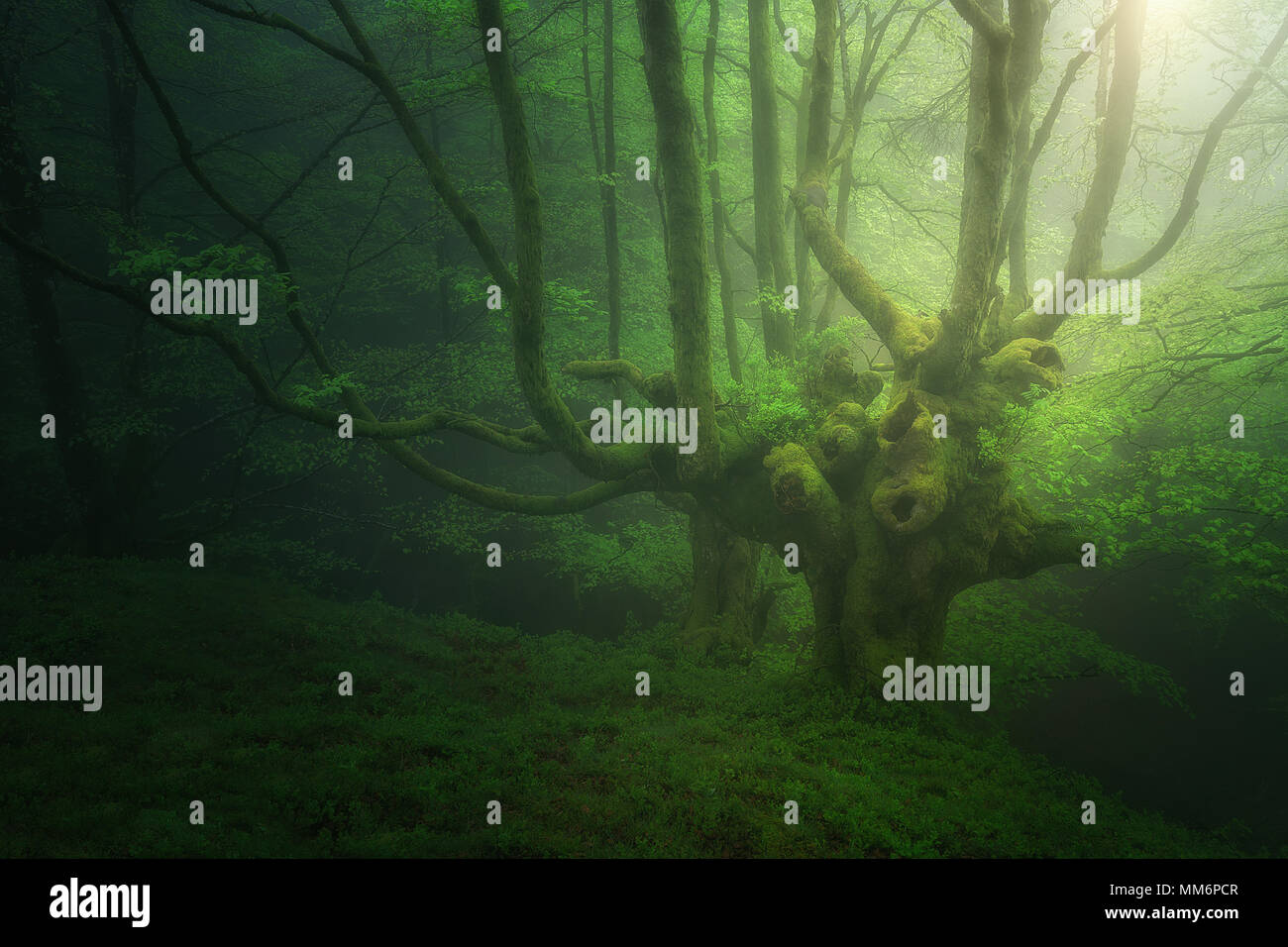 Fantasy Forest mit Nebel im Frühjahr Stockfoto
