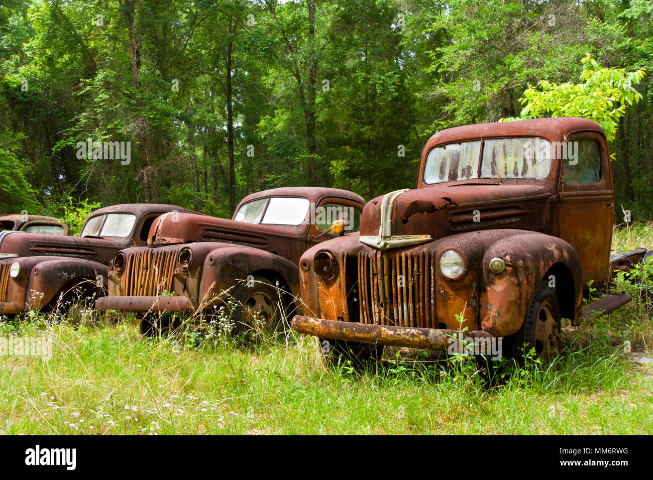 Vintage Ford Lkw und Pkw entfernt Rost in einer Wiese in Mosjoen auf US Hwy 319 Im Florida Panhandle - eine echte amerikanische Straßenrand Attraktion! Stockfoto