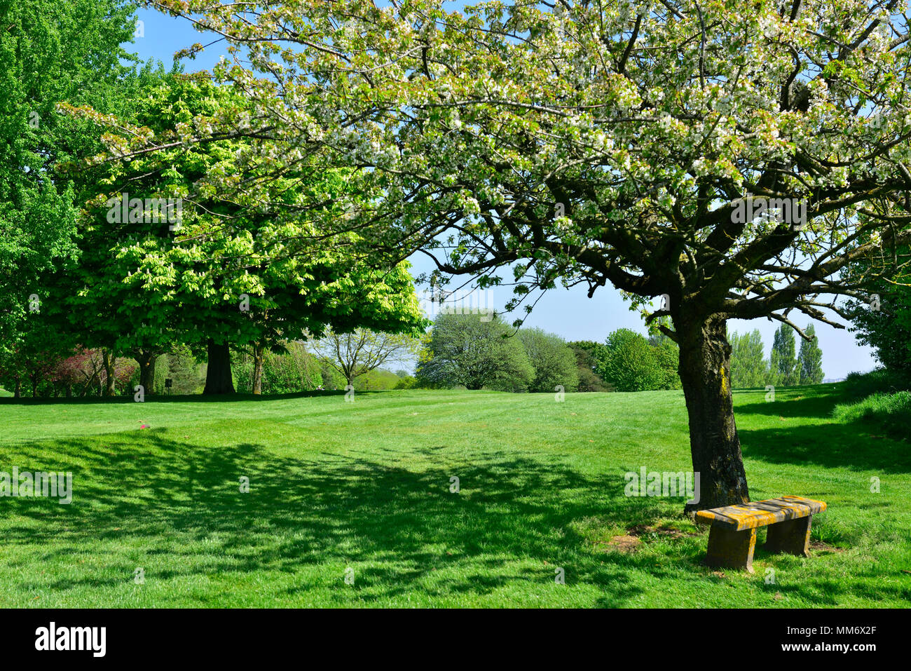 Leere Sitzbank unter blühenden Kirschbaum in Park Landschaft Stockfoto