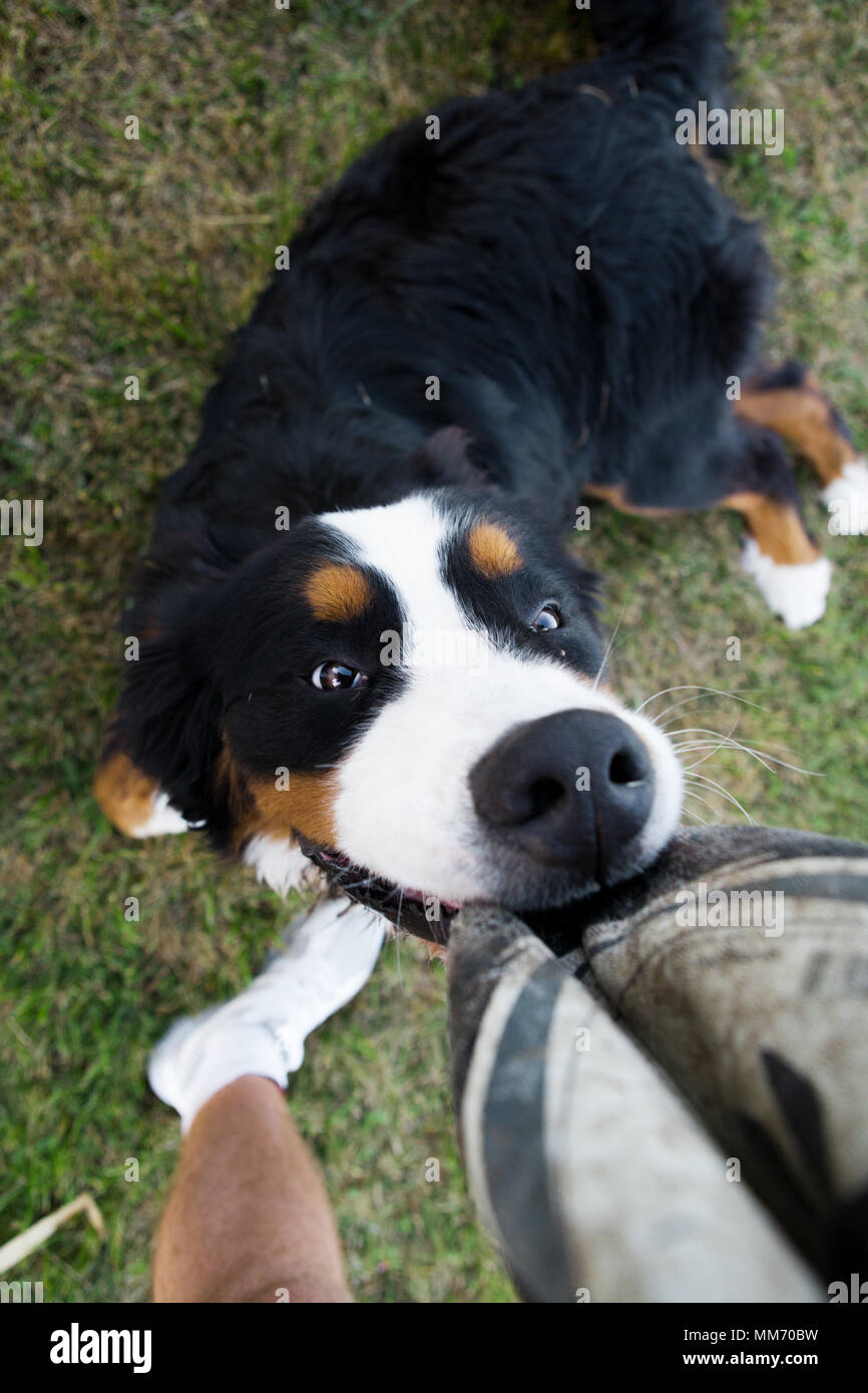 Weitwinkel von einem Berner Sennenhund Beißen eines deflationiert Rugby Ballon. Stockfoto