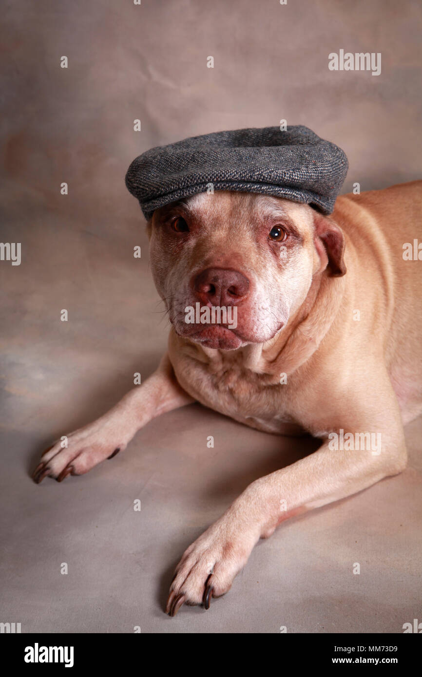 Ältere Pit Bull tragen Irischen Kappe Stockfoto