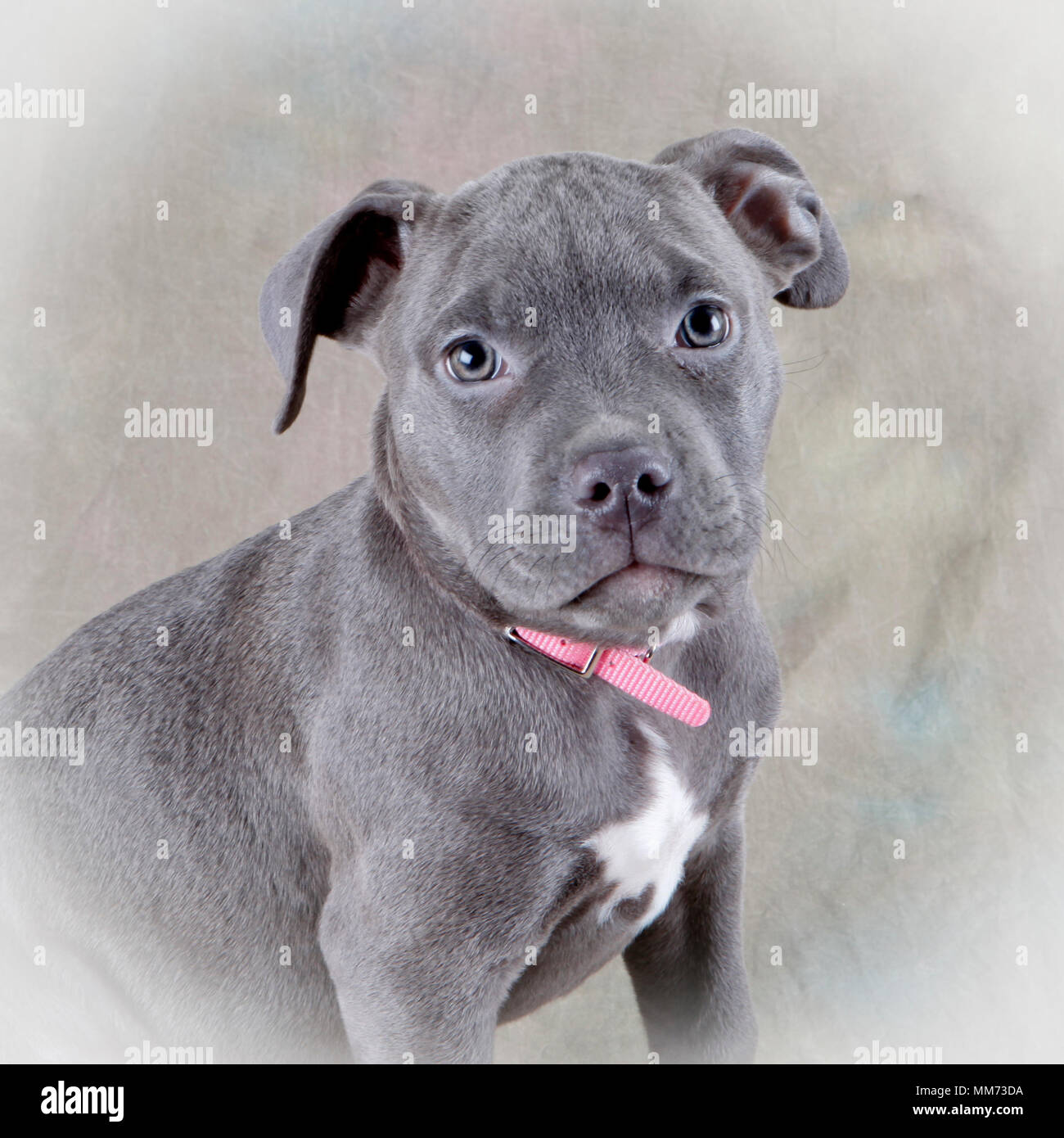 Blue Pit Welpen Portrait Stockfotografie Alamy
