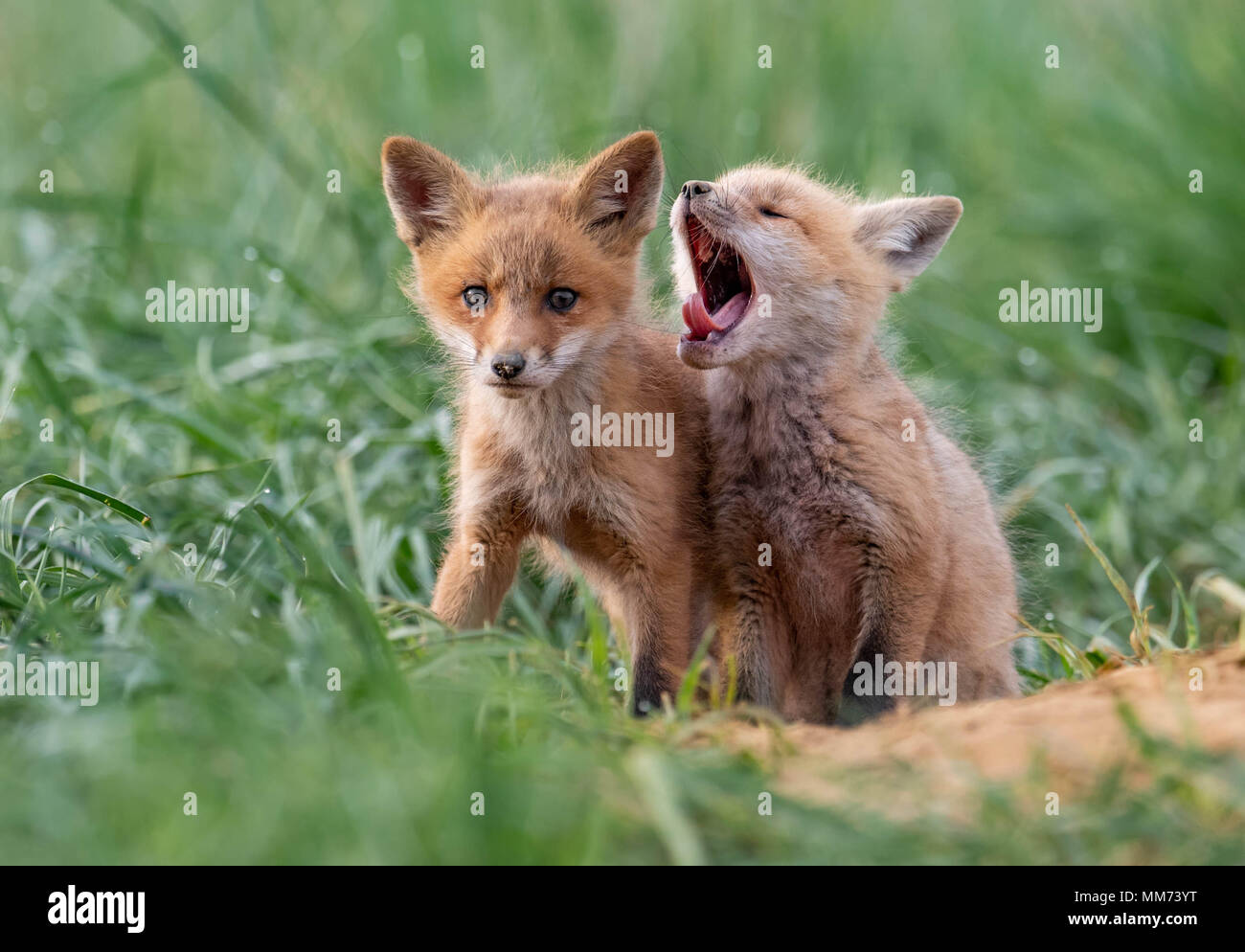 Red Fox Kit Stockfoto