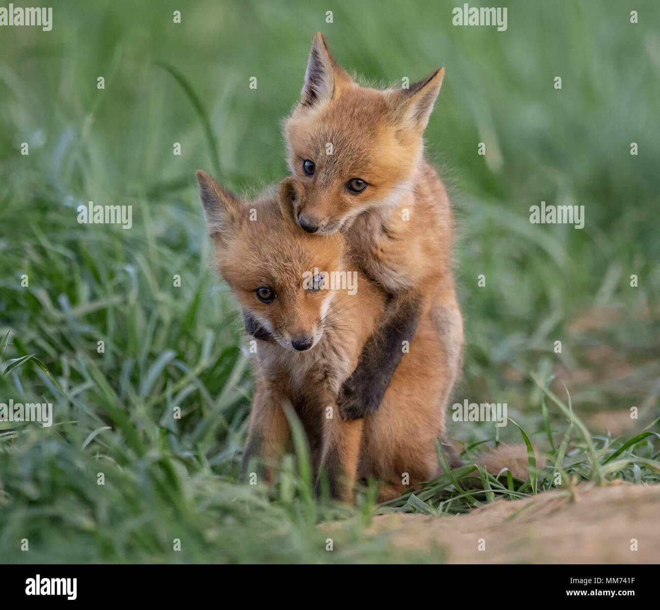 Red Fox Kit Stockfoto