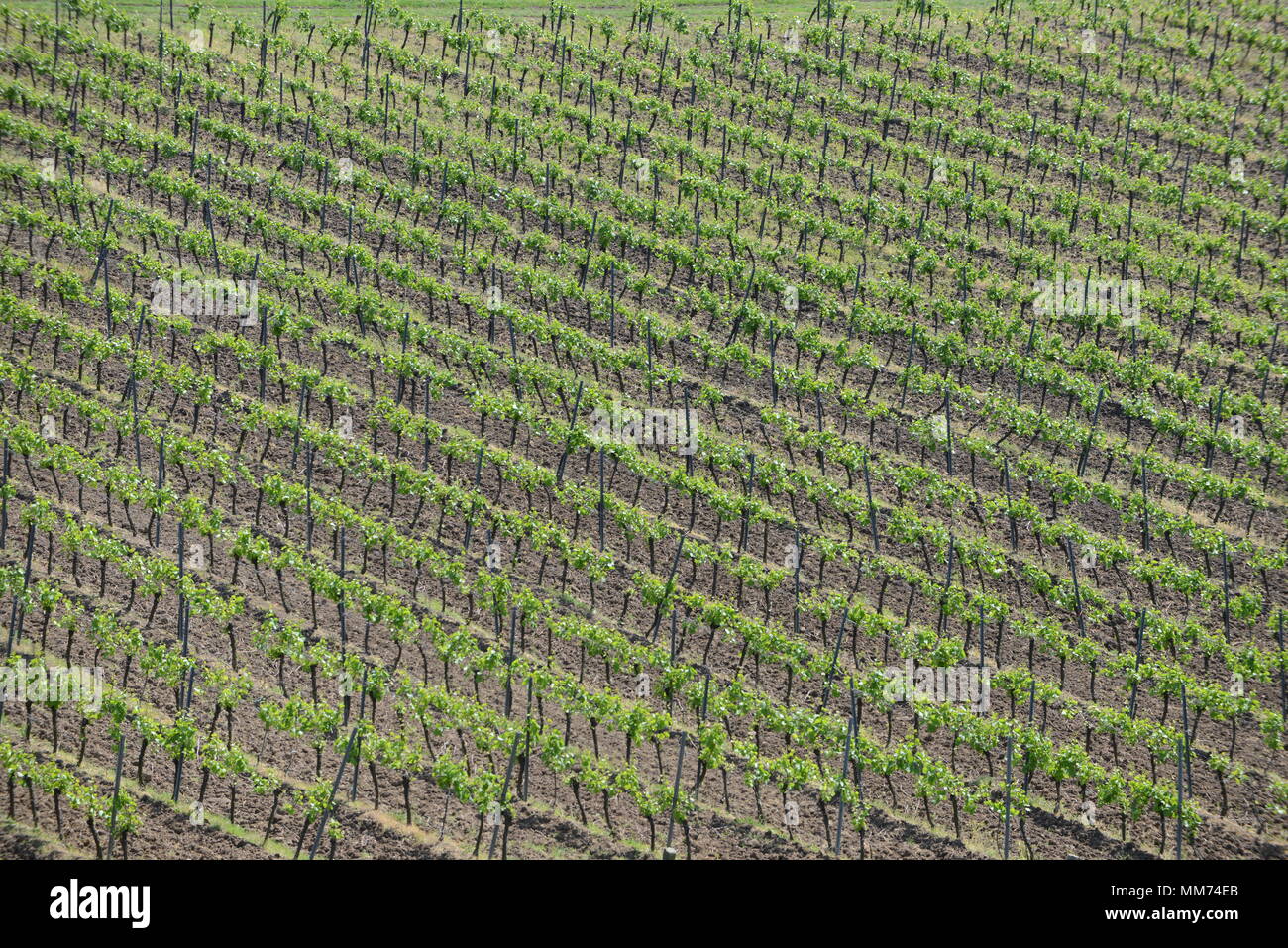 Luftaufnahme der Weinberge in Eger, Ungarn Stockfoto