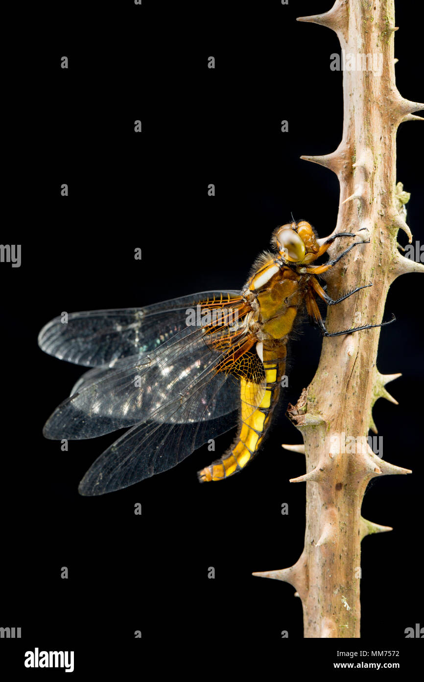 Ein plattbauch Libelle, Libellula depressa, fotografiert am 9. Mai North Dorset England UK. Wenn Sie sich aus der Nymphe Phase sowohl bei Männern als auch ein Stockfoto