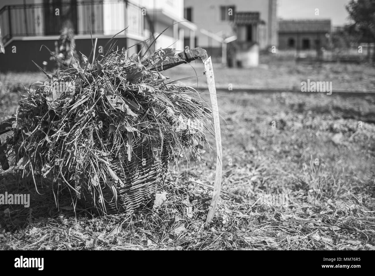 Frisches Gras in einen Korb und veraltete Werkzeug Hand - Scythe, Schwarzweiß-Effekt, Schwarzweiß-Effekt Stockfoto