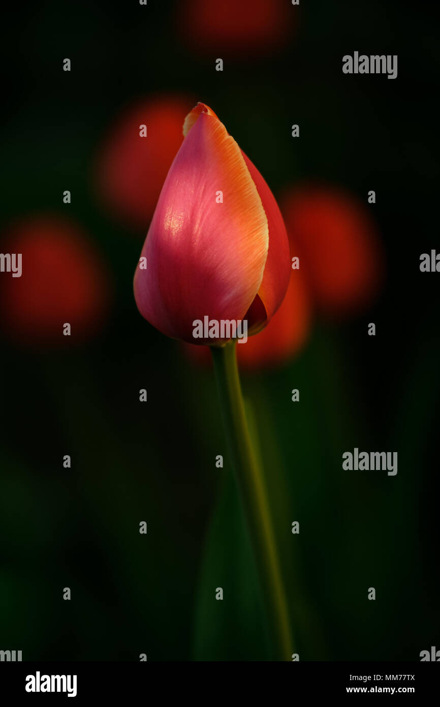 Blumen Tulpen Hintergrund. Wunderschöne Aussicht auf rote Tulpen unter Sonnenlicht Landschaft Stockfoto