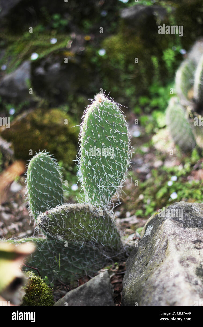 Gemäßigtes Klima Cactus Stockfoto