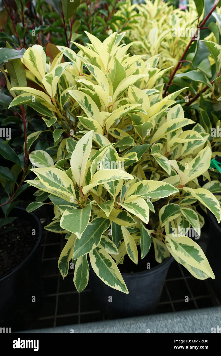 Ficus weißen Blitz Pflanzen in einem Topf Stockfoto Ficus weißen Blitz Pflanzen in einem Topf Stockfoto