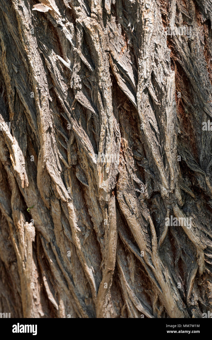 Grob strukturierte Rinde auf alten Pappel (Populus canescens); Vandaveer Ranch; Salida, Colorado, USA Stockfoto