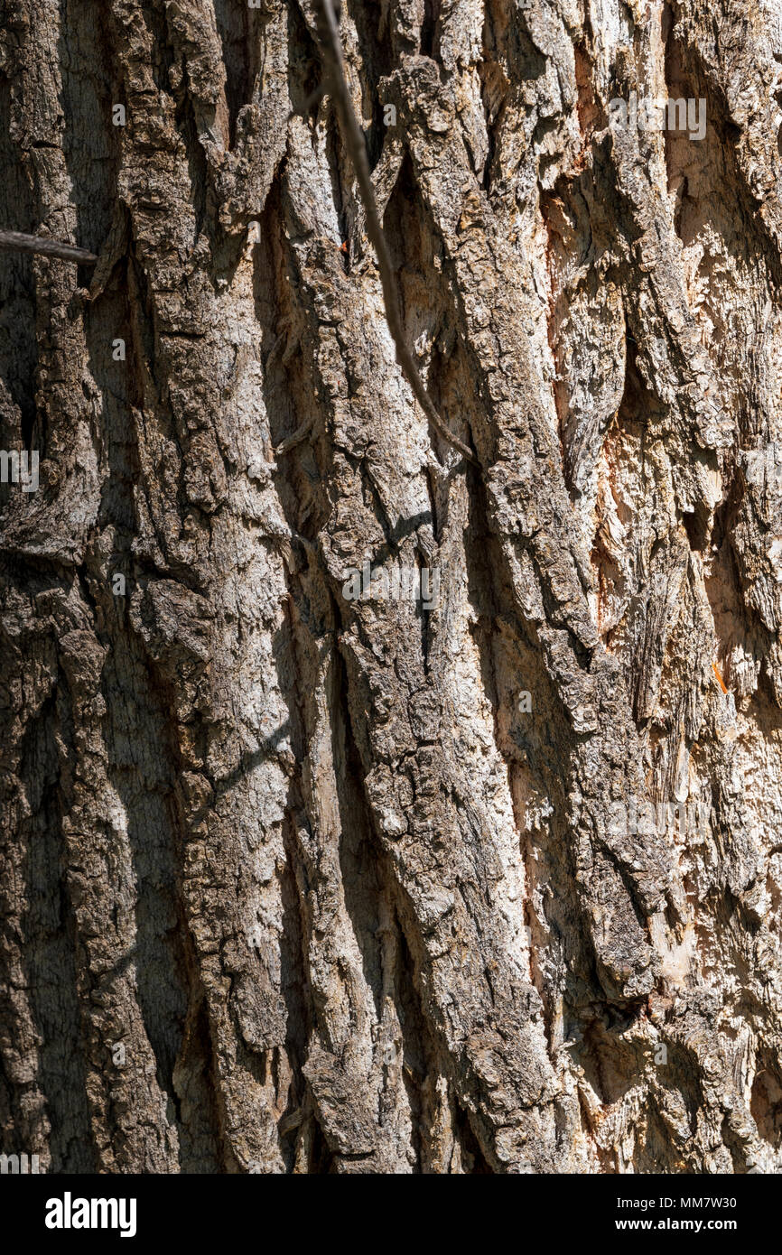 Grob strukturierte Rinde auf alten Pappel (Populus canescens); Vandaveer Ranch; Salida, Colorado, USA Stockfoto