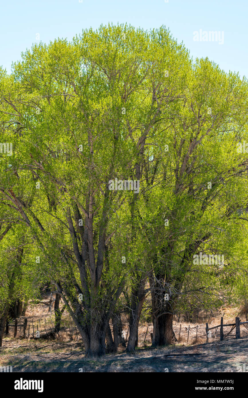 Alte Pappel (Populus canescens) in frischen Frühling grün Blüte; Vandaveer Ranch; Salida, Colorado, USA Stockfoto