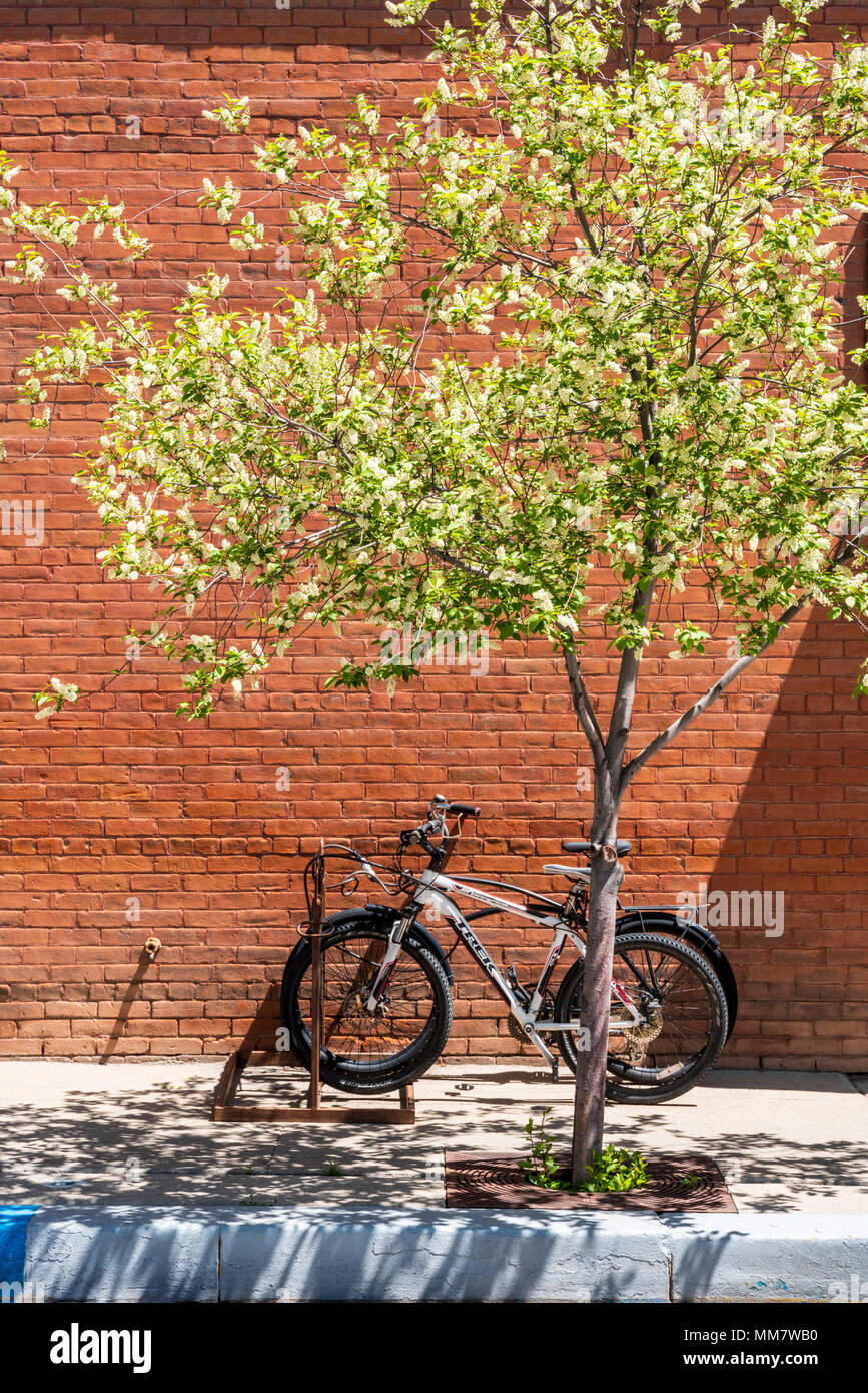 Asiatische Pear Tree in voller weißer Frühling blühen; Salida, Colorado, USA Stockfoto