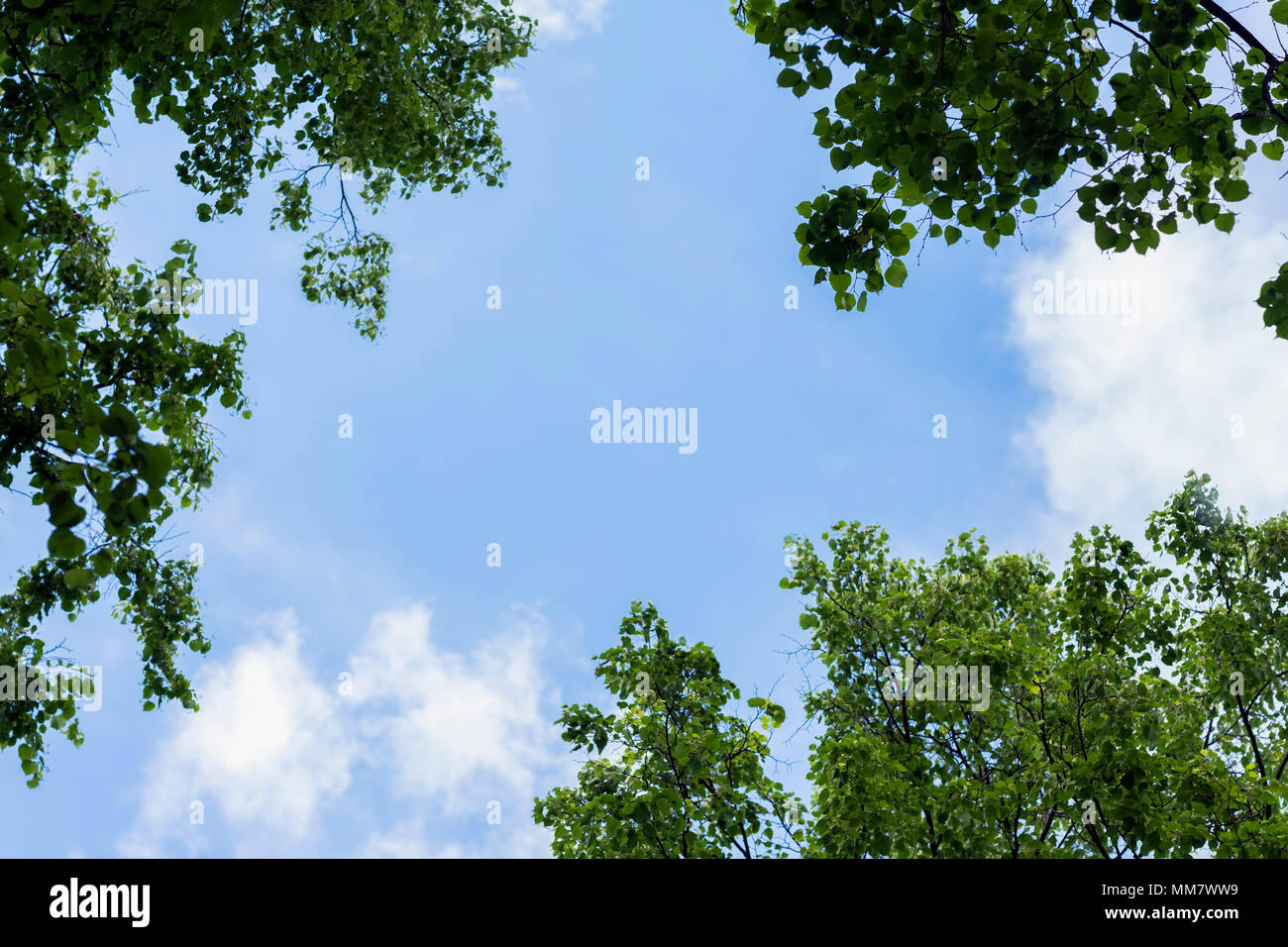 Natürlicher Rahmen, Hintergrund der blauen Himmel und grüne Blätter, Frühling, Sommer. Für text Stockfoto