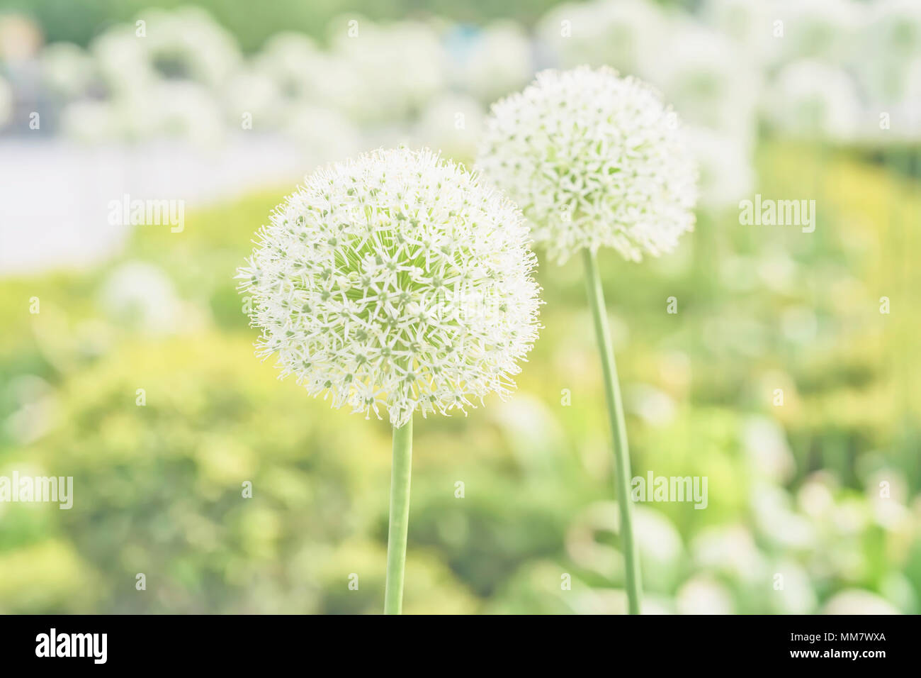 Allium close-up, weiße Blüten, sonniger Tag im Park, weiches Licht Sommer Hintergrund Stockfoto