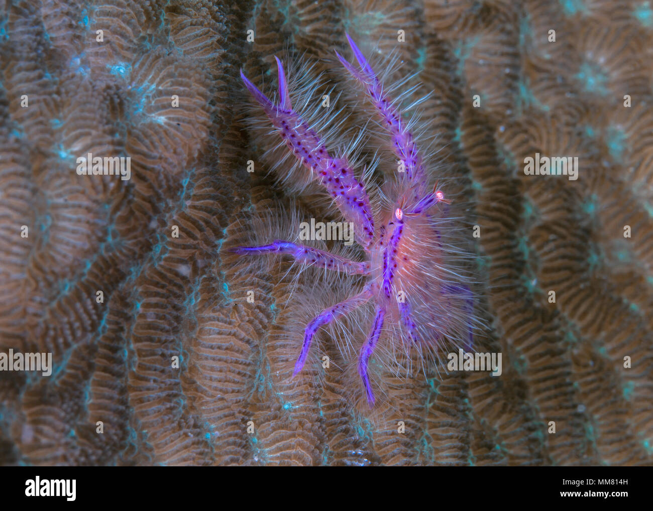 Haarige Squat Lobster, Lembeh Straits, Indonesien. Stockfoto