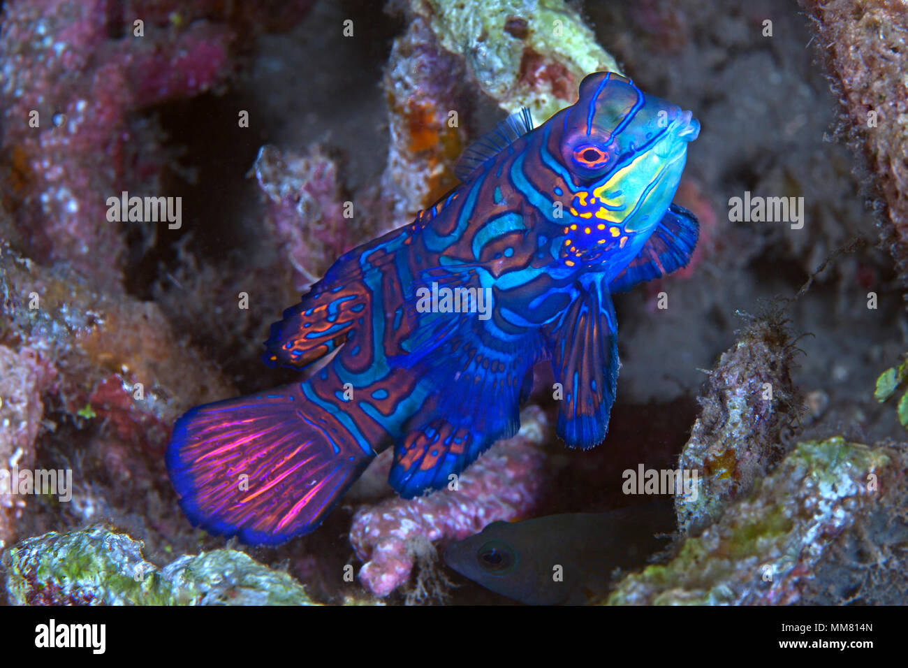 Schließen Sie herauf Bild der bunten Mandarinfish (synchiropus Splendidus). Lembeh Straits, Indonesien. Stockfoto