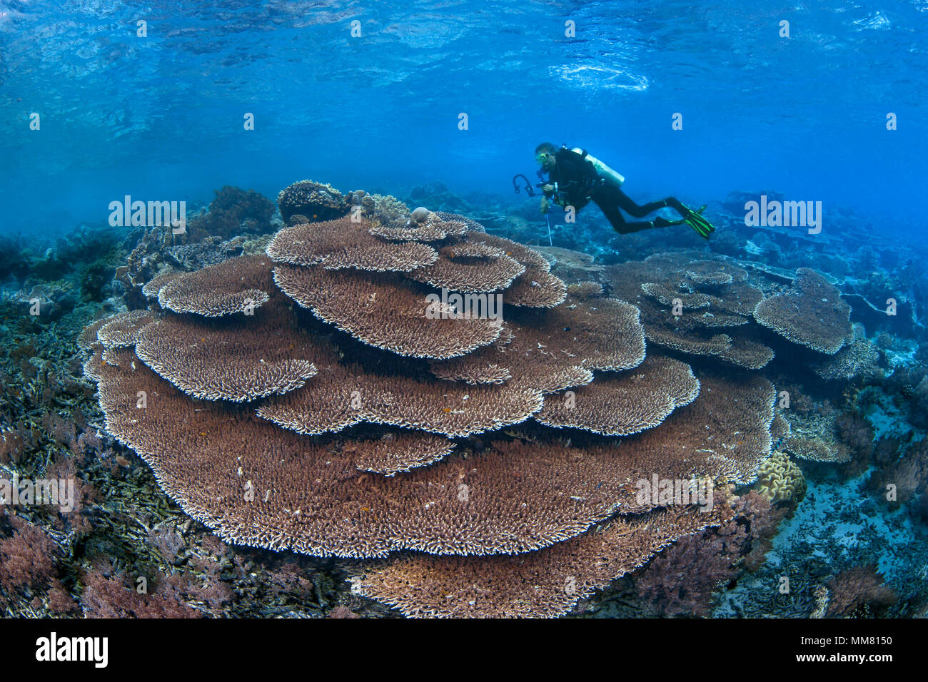 Weibliche Scuba diver Fotos große unberührte Kolonie (Acropora sp.) Tischkorallen. Raja Ampat, Indonesien. Stockfoto