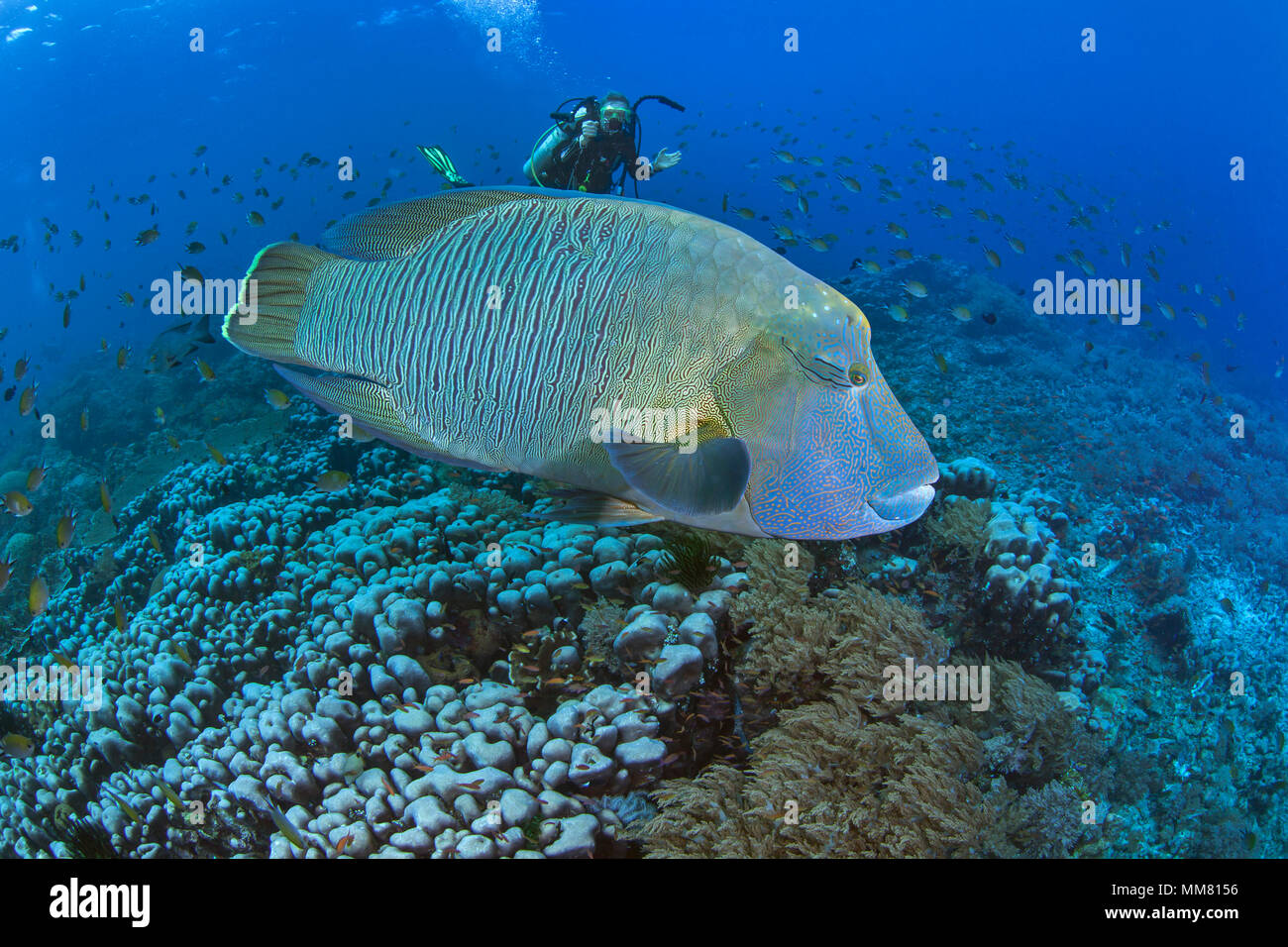Weibliche Scuba Diver dauert Nahaufnahme Videoaufnahmen von büffelkopf Maori Wrasse (Cheilinus undulatus). Raja Ampat, Indonesien Stockfoto