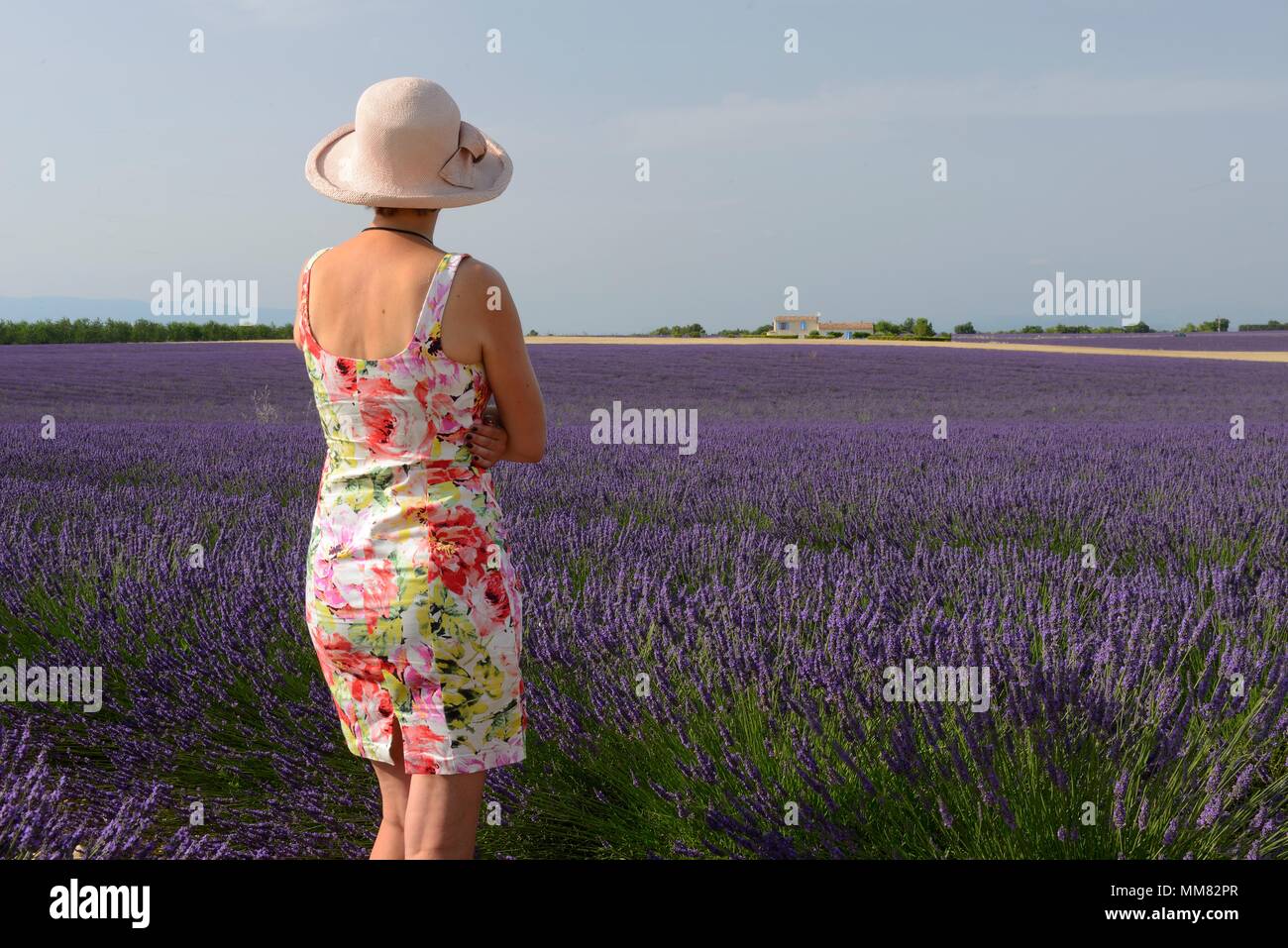 Lavendel, Valensole, Provence-Alpes-Côte d'Azur, Provence, Frankreich, Europa, Herr 0009 Stockfoto