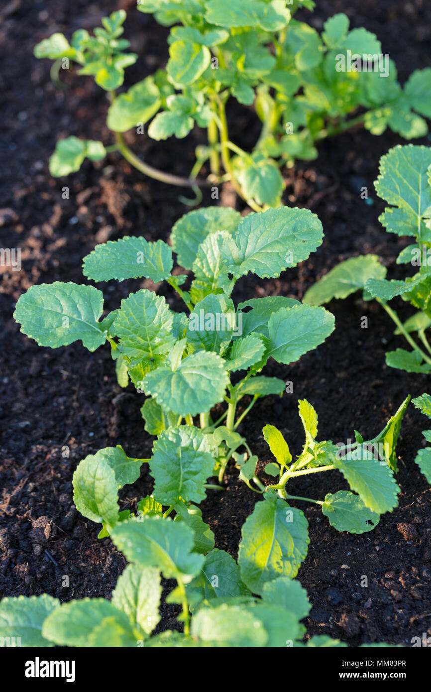Schwarzer Senf (Brassica nigra) Svartsenap Stockfoto