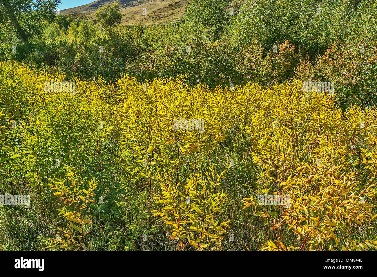 Herbst ist am Anfang mit ein paar Blätter Gelb Stockfoto