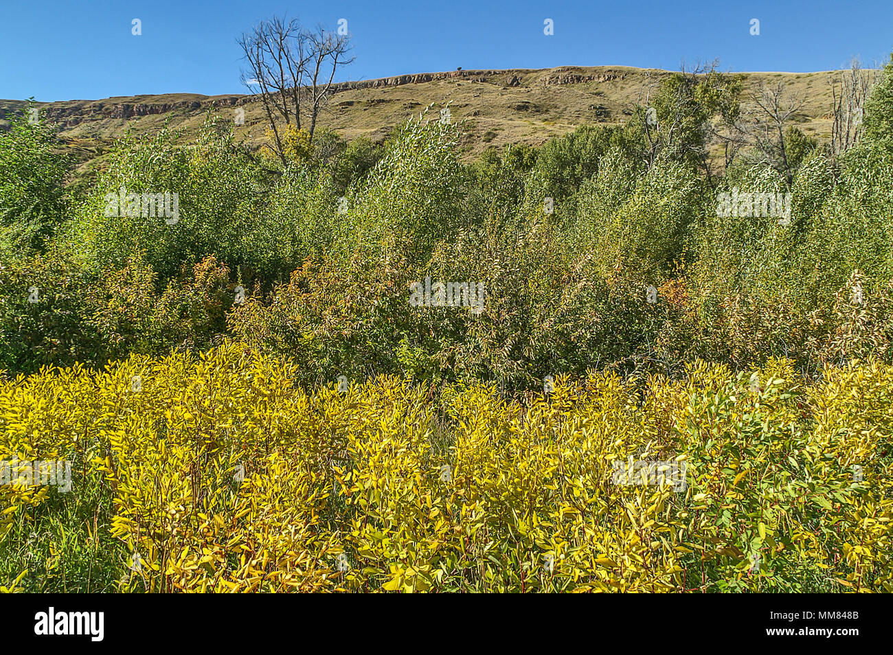 Gelbe Blätter auf rotem Stiele markieren den Beginn der Herbst als mehr Blätter Farbe Stockfoto