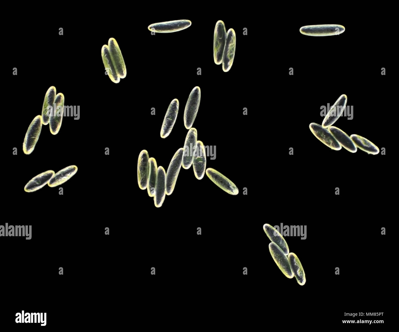 Dunkle Arbeitsscheinwerfer Aufnahme von Verpa bohemica Pilzsporen, dargestellt ist ca. 0,65 mm Breit Stockfoto