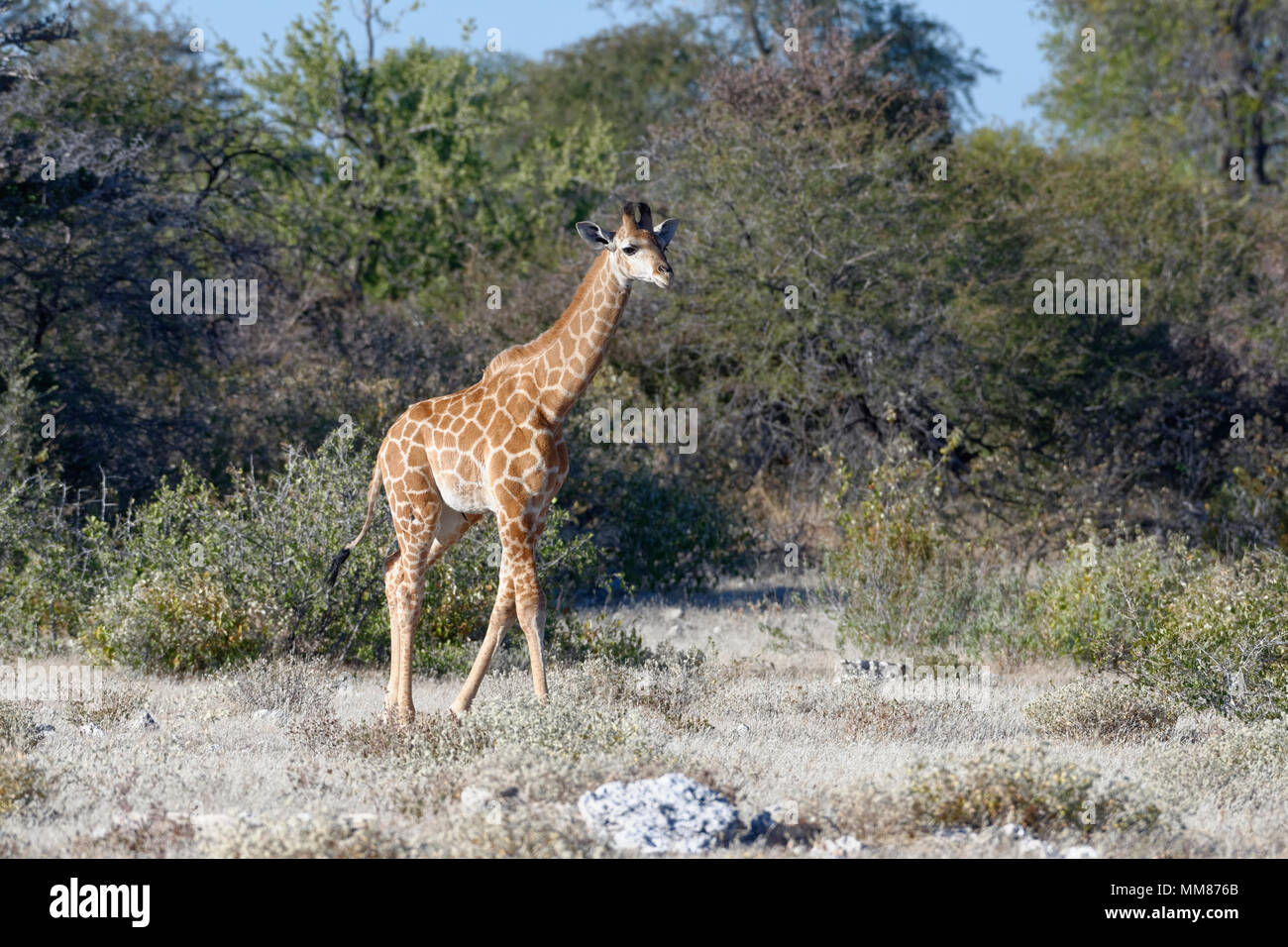 Namibischen Giraffe oder angolanischen Giraffe (Giraffa Camelopardalis angolensis), junge Tier wandern, Etosha National Park, Namibia, Afrika Stockfoto