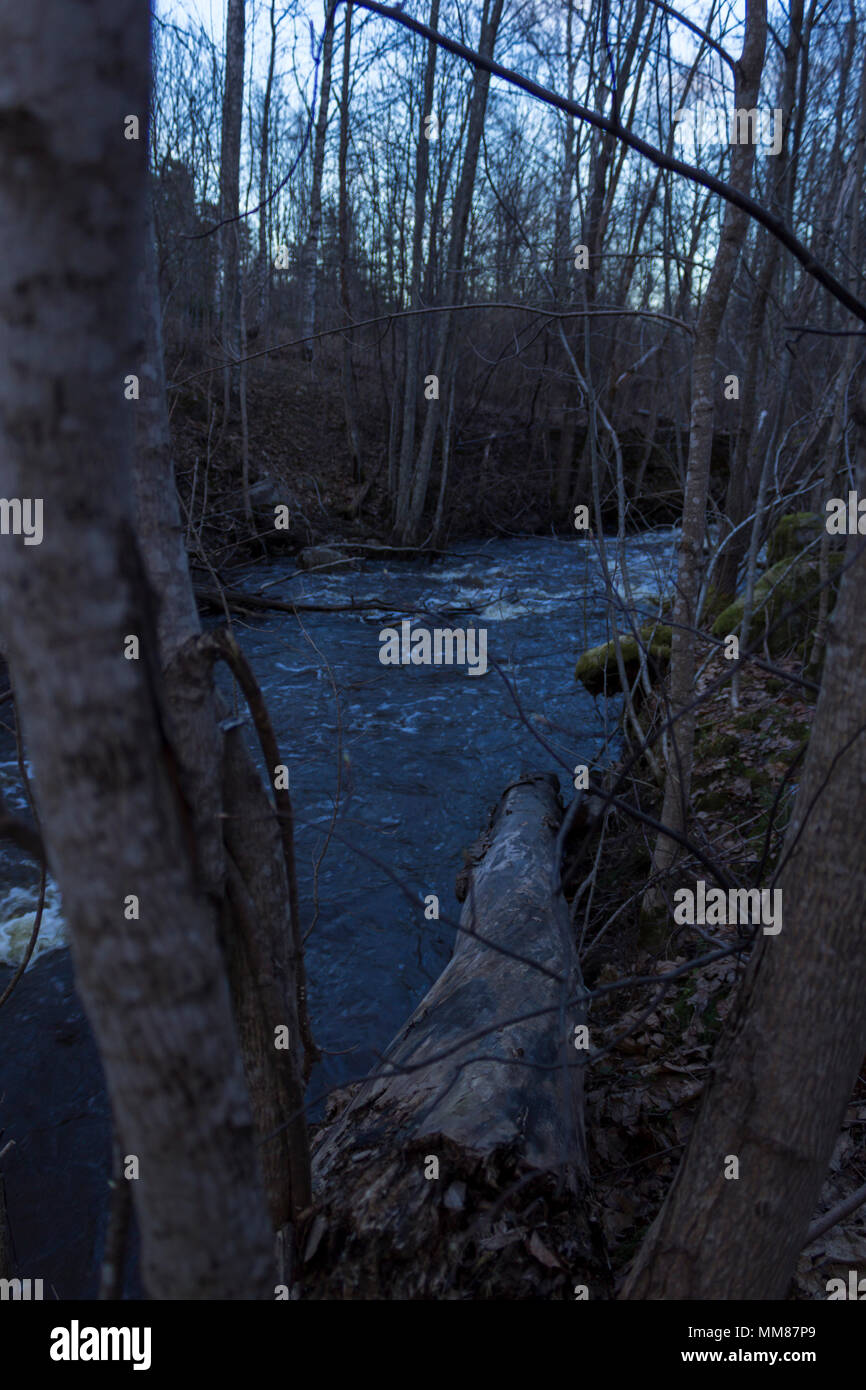 Fluss - durch eine Feder Flut angehoben - zwischen Bäumen gesehen. Anfang Frühling im Norden Schwedens. Stockfoto