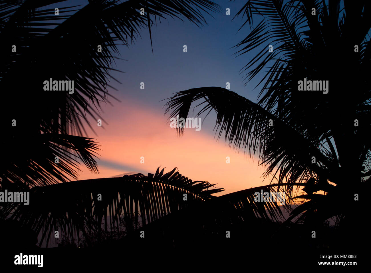 Coconut Tree Silhouette bei Sonnenuntergang goldenen Stunden bunte Himmel Stockfoto