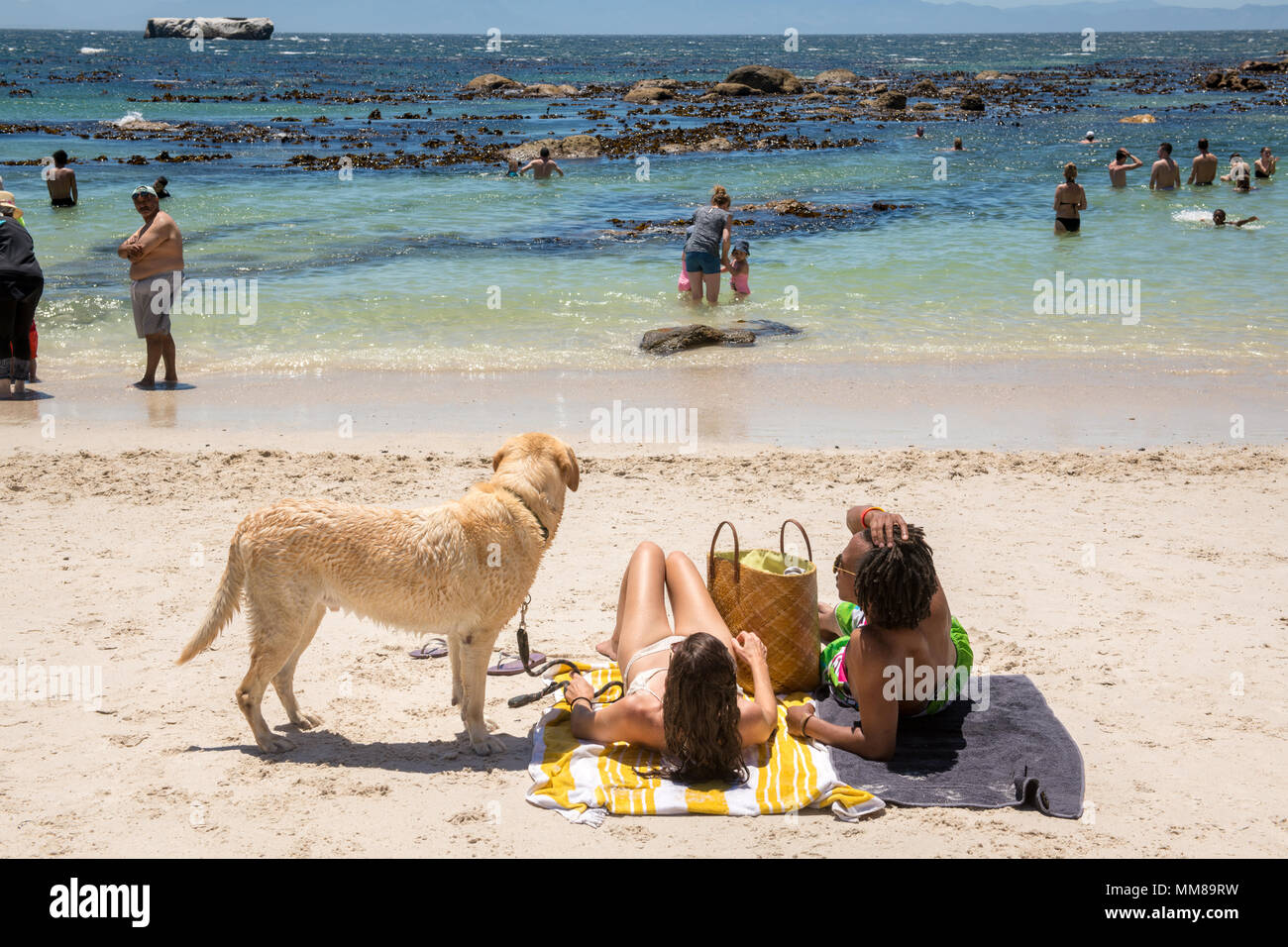 Ein Paar mit ihrem Hund Sonnenbaden am Boulders Beach in Simons Town, Südafrika Stockfoto