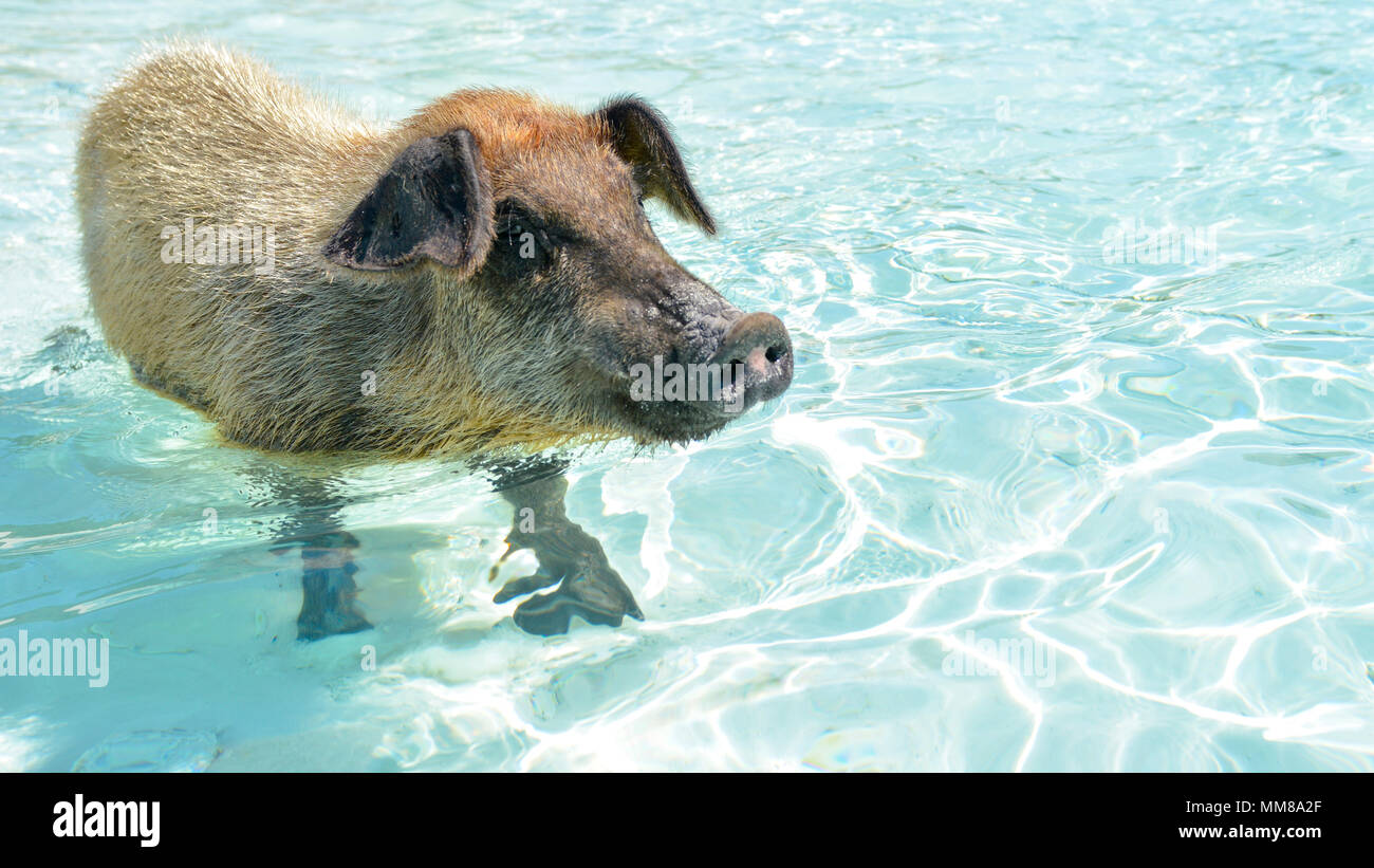 Schwimmen Schwein auf den Bahamas Stockfoto